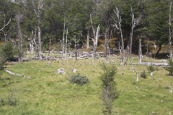 Devastation by Beavers