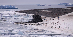 Adlie from Ship...About 100,000 Nests