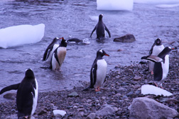 Gentoo Penguins