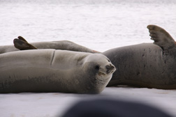 Crab Eater Seals