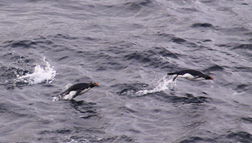 Rockhopper & Macaroni Penguins