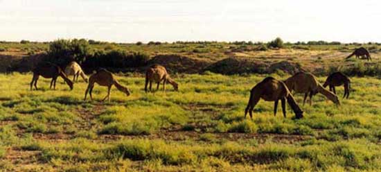 Camels Graze along the roadside that we take to Bukhara