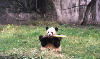 Pandas Eat Bamboo Most of the Day