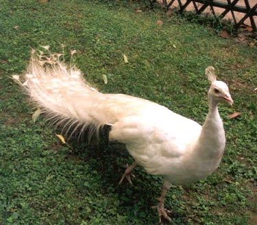Peacock in Park on West Lake Bank 