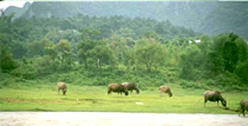 Water Buffalo Along Li River