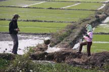 Working Rice Paddies